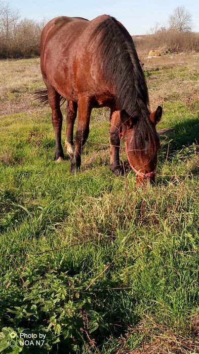 Vând mânză de 2 ani