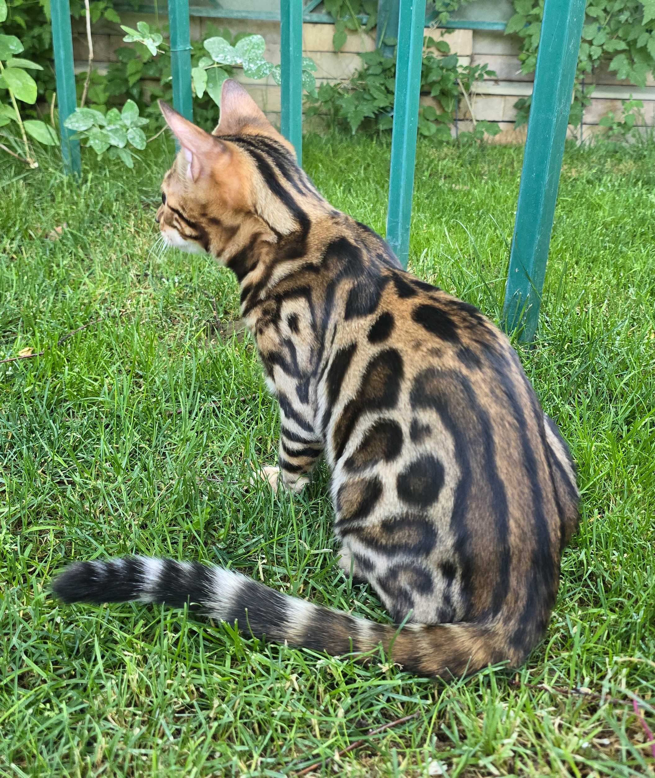 Бенгальский котенок чистокровный