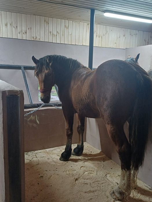 Manji / armasari 4 bucati