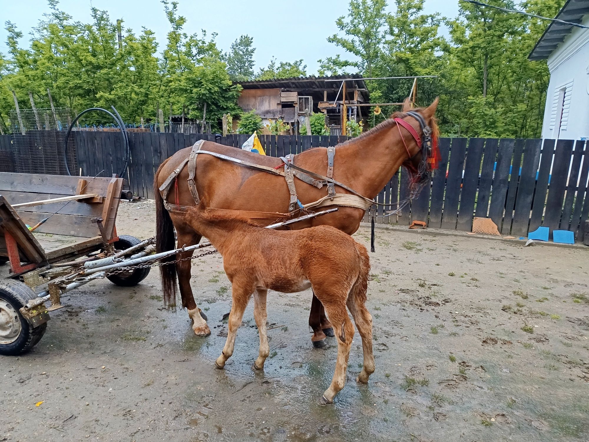 Iapa de vânzare ( fara mânză )