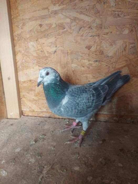 Porumbel  Voiajor viteză