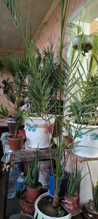 Пальмы взрослые и молодые