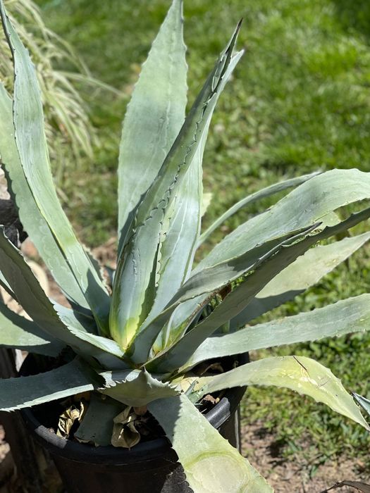 Vand flori ornamentale AGAVA AMERICANE  BUC 3