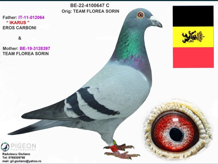 Porumbei voiajori din parinti cu pedigree