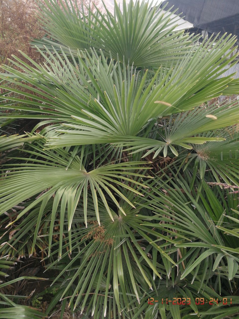 Пальма Трахикарпус Palma Trachycarpus gul