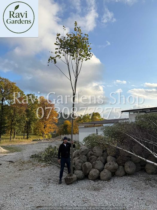 Arțar, Tei, Platan | Arbori de Umbrire | Poze Video Live