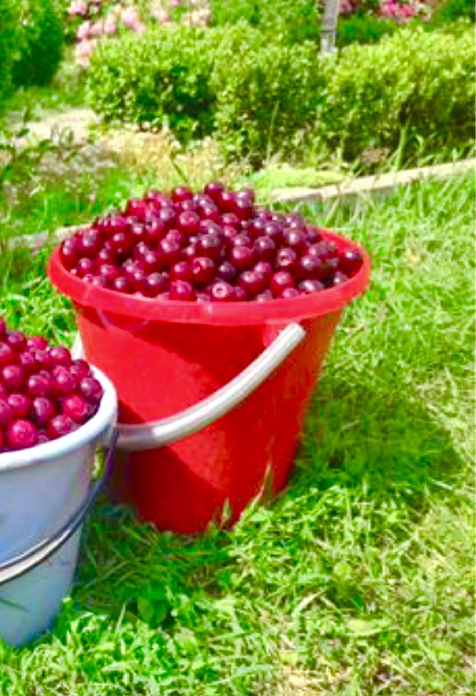 Продам Вишню садовую 10л