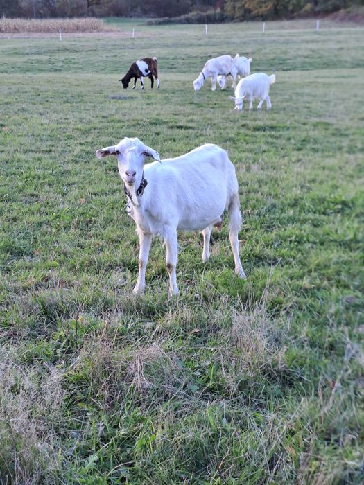 Vând 4 capre tinere, gestante