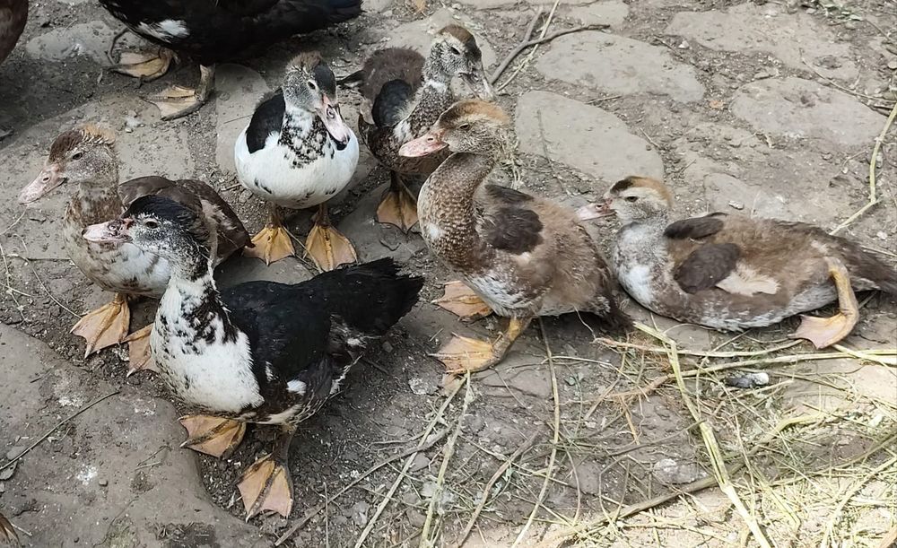Rațe leșești,mute