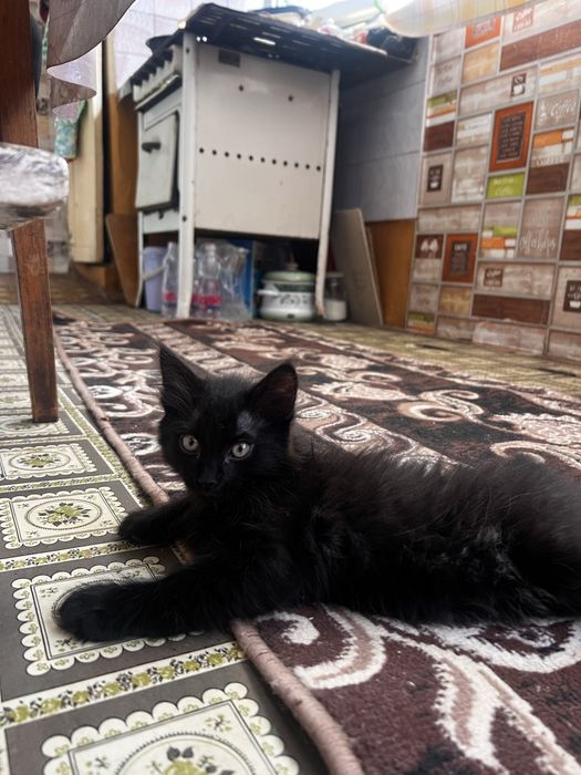 Отдам котят в хорошие руки