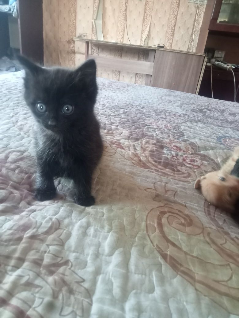 Отдам даром котят