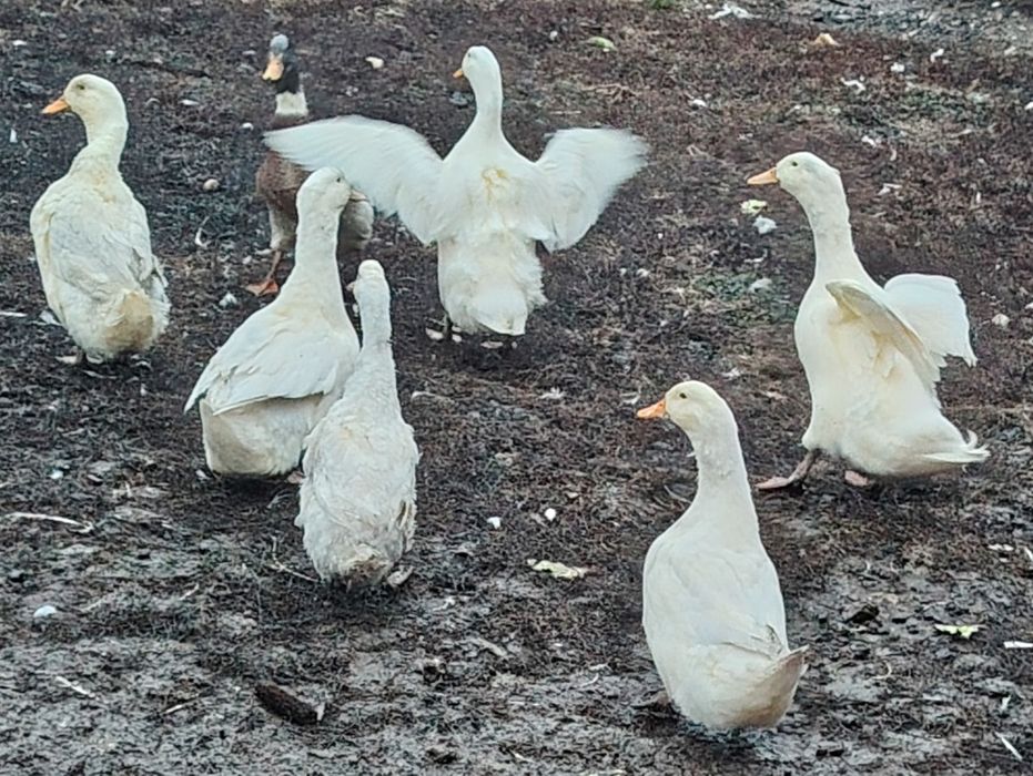 Vând rate la bucata sau toate 9buc