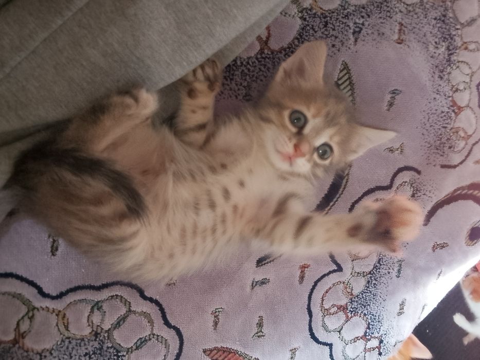 Отдам котенка в хорошии руки