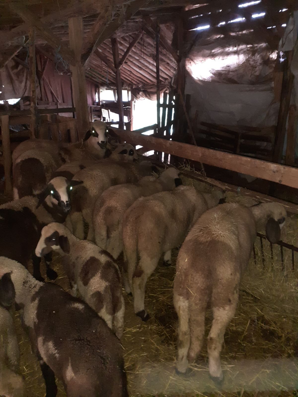 Продавам мъжки агнета