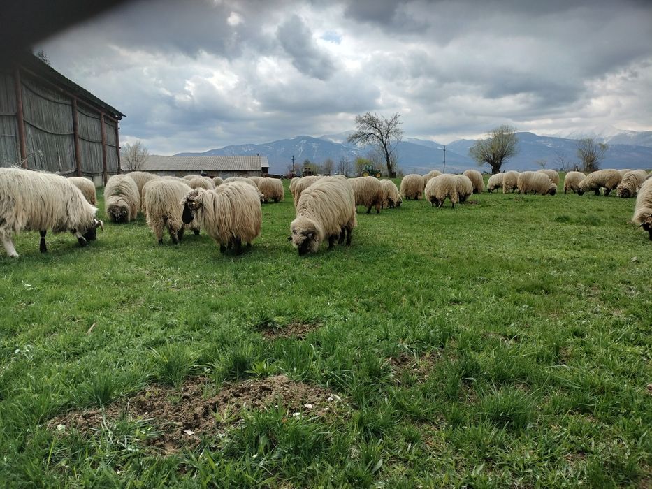 Vând 50 de oi bucălai.