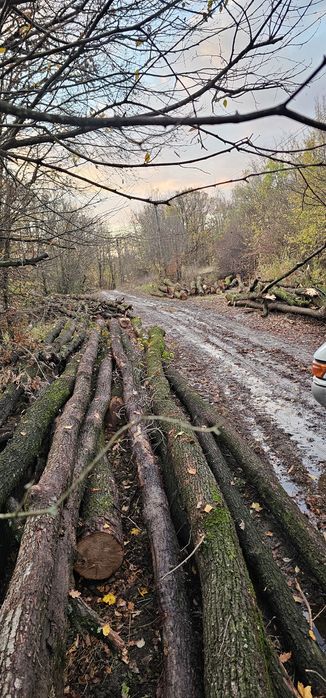 Lemn de foc uscat si verde