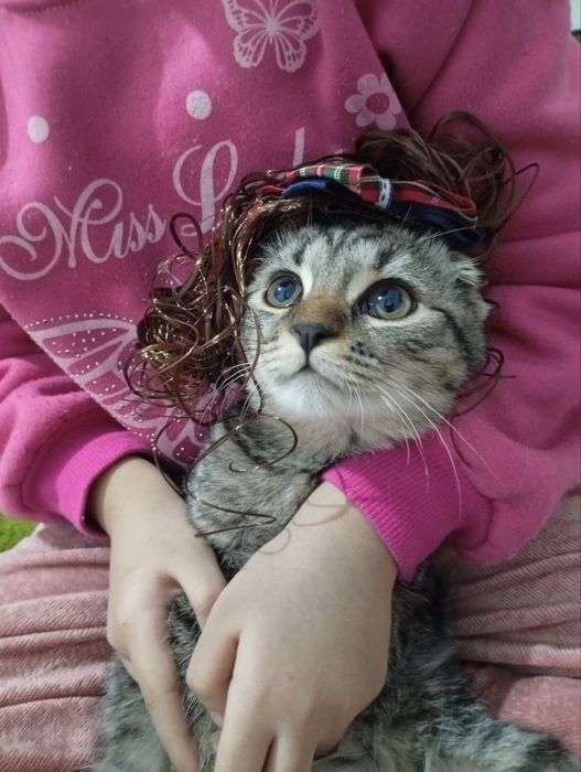 Mushuk  zoti Skottish fold