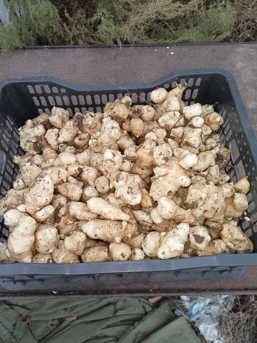 Топинамбур стебли и листья, клубни