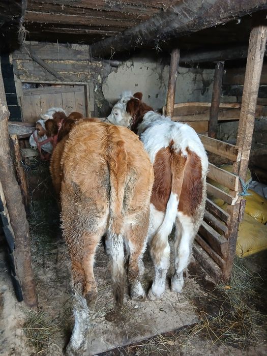 De vînzare taur și vitică