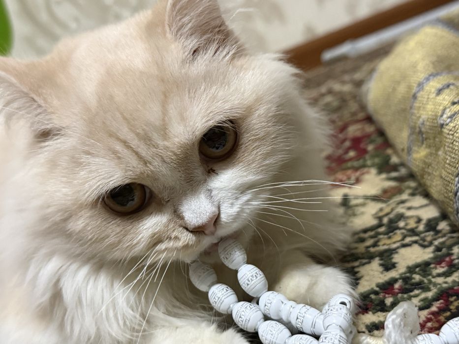 Продам кот пародистый