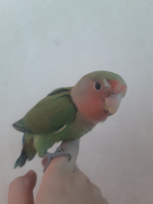 Totilar ruchnoy ideal