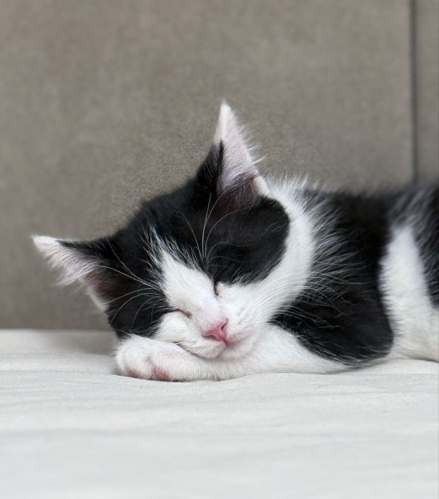 Котенок-девочка ищет дом