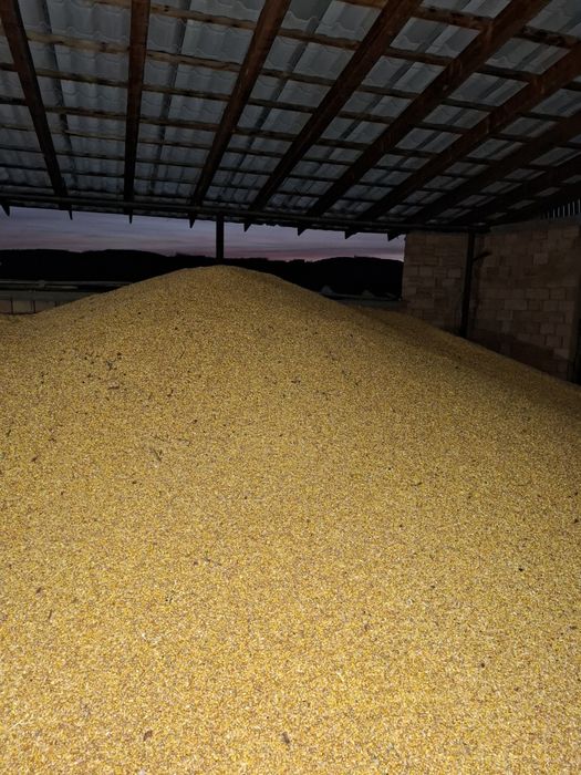 Porumb boabe recolta 2025