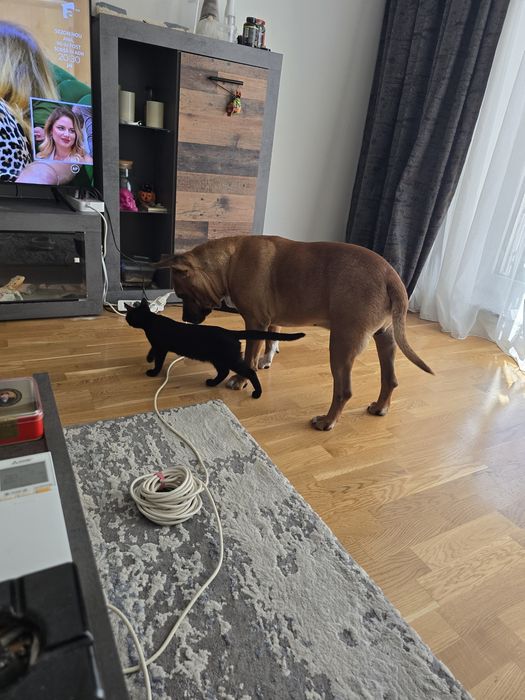 Se dă spre adopție o pisicuță neagră