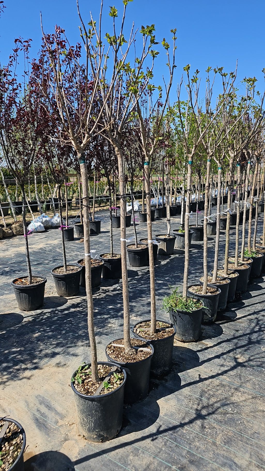 Catalpa-Prunus-Artar rosu- Robinia pseudacacia- leylandi