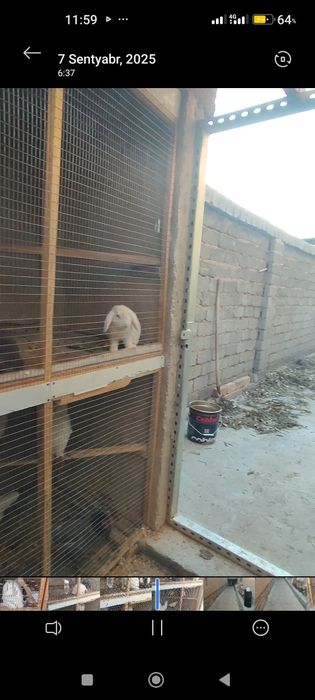 Quyon  para sotiladi erkak va urg‘ochi