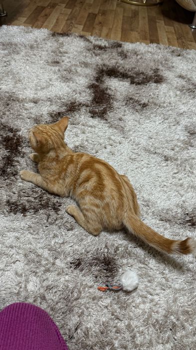 Котенок мальчик 5 месяцев