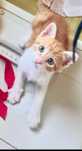 Подарявам коте / котенце