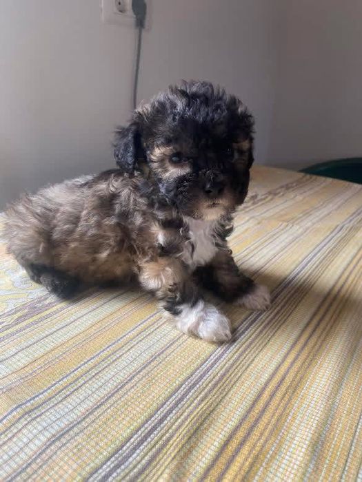 vand caini maltipoo