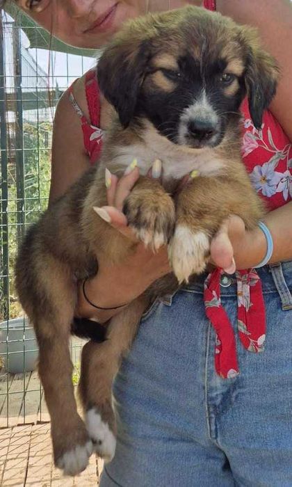 pentru adoptie- Ares isi cauta familia!