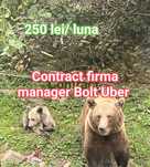Colaborare Taxi Bolt Uber Manager -toate avizele Urgent 500 lei