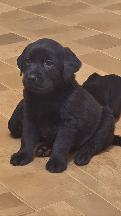 Sunt fetita labrador