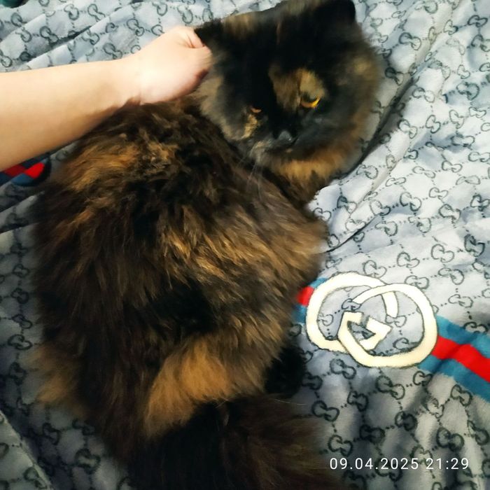 Мушук сотилади Киз бола