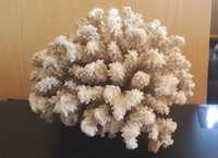 Естествен бял корал