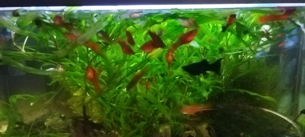 Vand pesti de acvariu