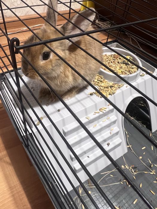 Кролик с клеткой доставка