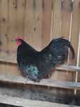 Cocoș Australorp