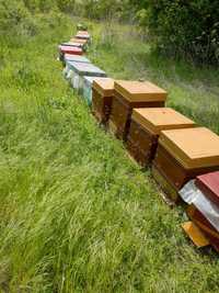 Vând roiuri de albine 250