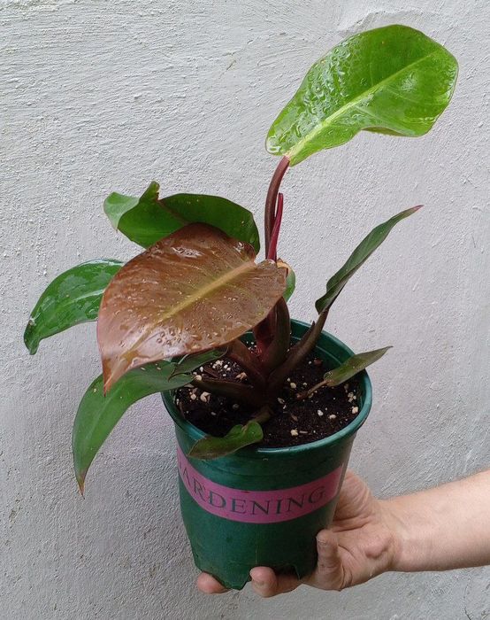Филодендроны Philodendron ‘Prince of Orange’. Цветы для дома и офиса