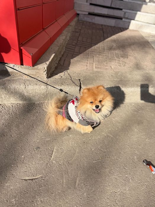 Продам собаку, только в заботливые руки