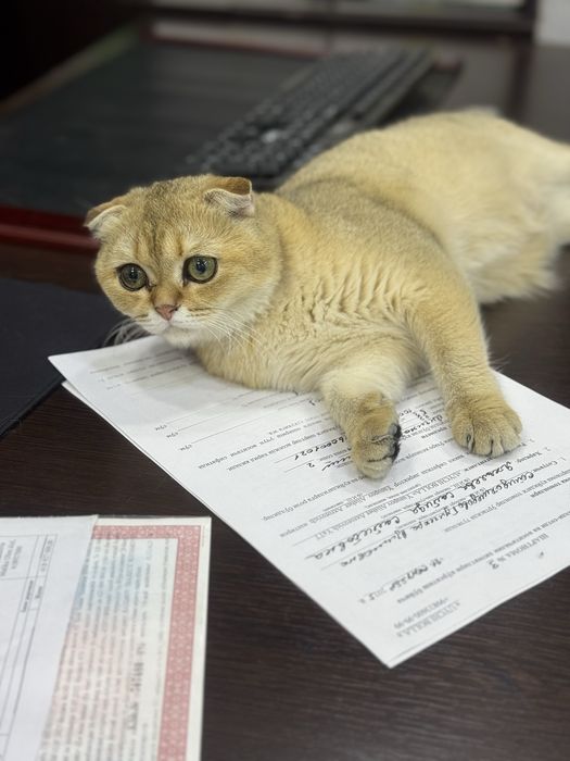 Продается катенок золотая шиншила фолд N 12