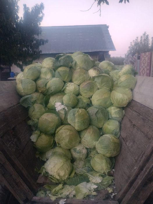 Varza  de buzau de vânzare