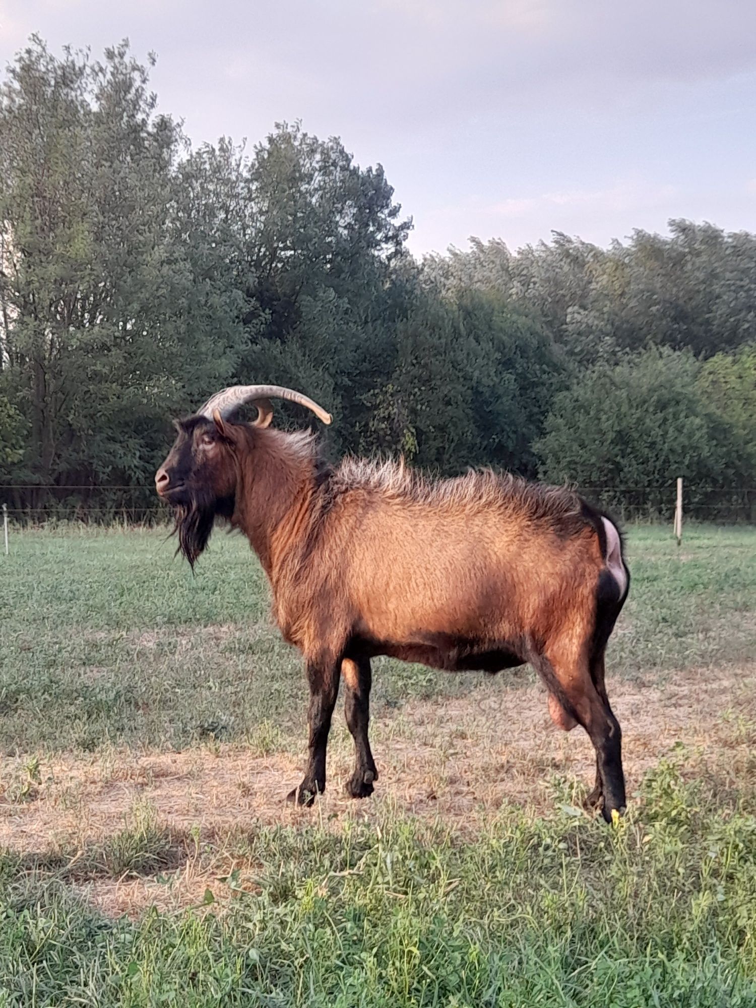 Vând țap alpin francez