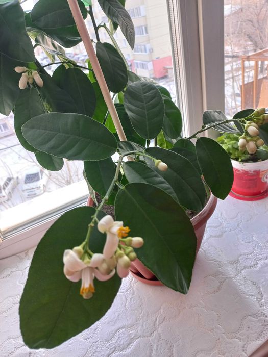 Продам черенки лимона