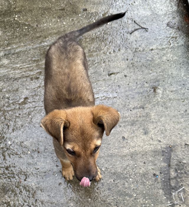 Dau câine spre ADOPȚIE