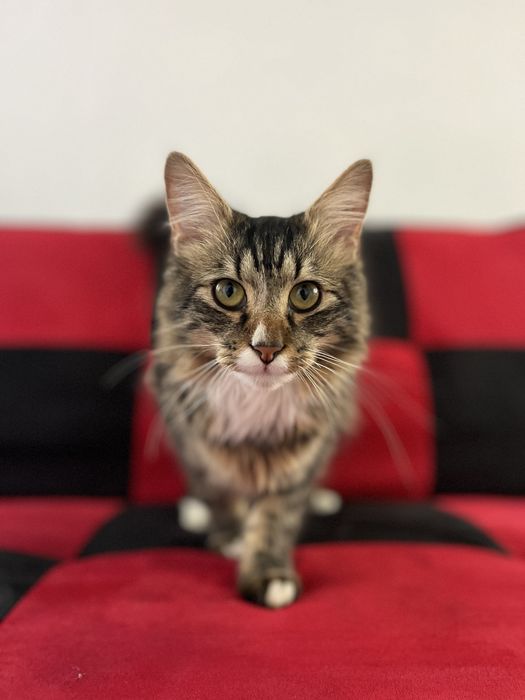 Млад мъжки котарак тип Мейн Куун – социален и любвеобилен